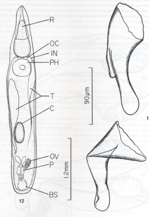 Diplosiphon mamkaevi Diplosiphon mamkaevi