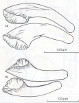 Diplosiphon mamkaevi