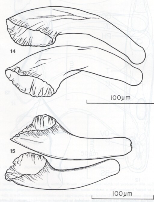 Diplosiphon mamkaevi Diplosiphon mamkaevi