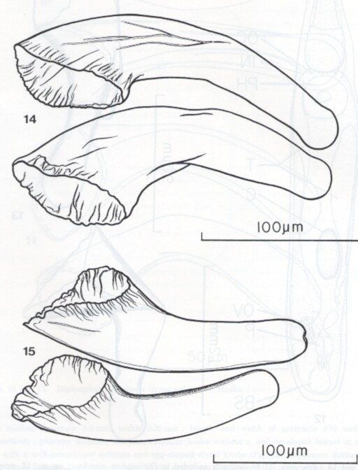 Diplosiphon mamkaevi