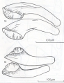 Platyhelminthes (flatworms)