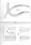 Leptosomatum