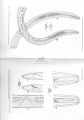 Nematoda (roundworms)