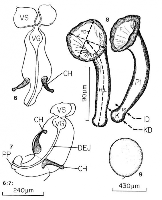Diplosiphon mamkaevi mamkaevi Diplosiphon mamkaevi mamkaevi