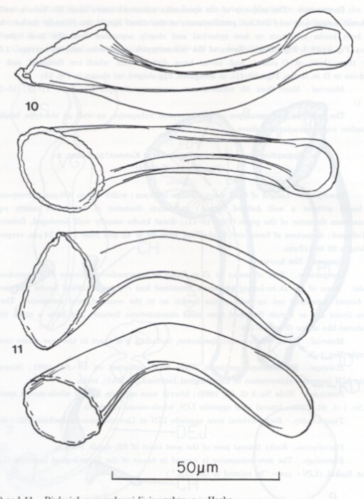 Diplosiphon mamkaevi linius