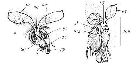 Diplosiphon tetrastylus