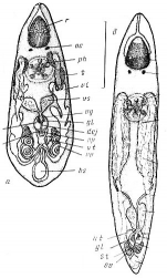 Diplosiphon tetrastylus