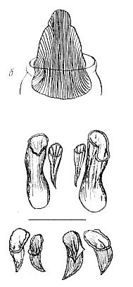 Diplosiphon tetrastylus Diplosiphon tetrastylus