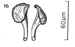 Diplosiphon wadai