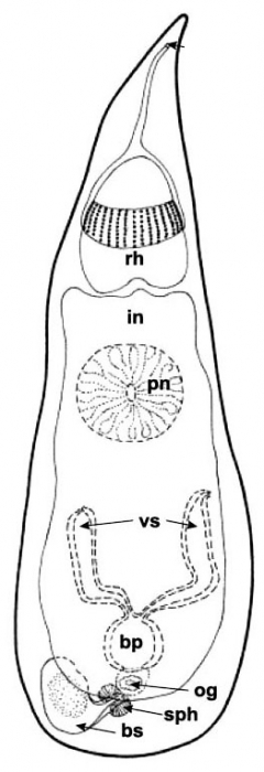 Kawanabella afanasyevae Kawanabella afanasyevae