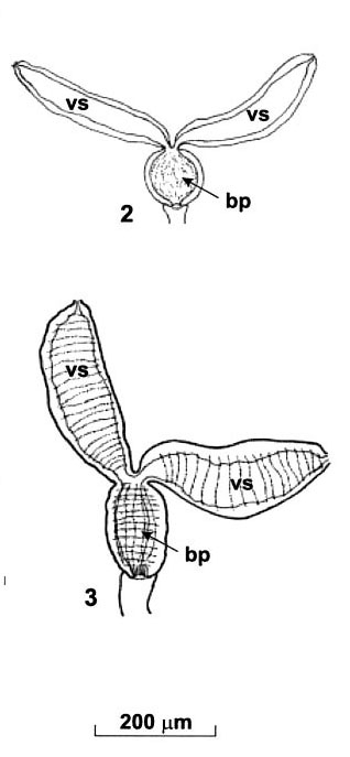 Kawanabella afanasyevae Kawanabella afanasyevae