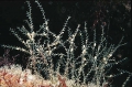 Hydrozoa (hydroids)