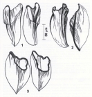 Linella macrorhynchus