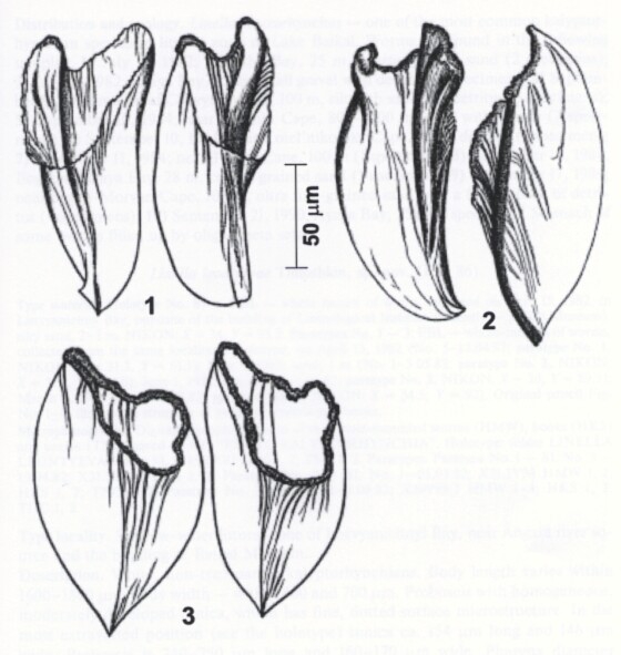 Linella macrorhynchus Linella macrorhynchus