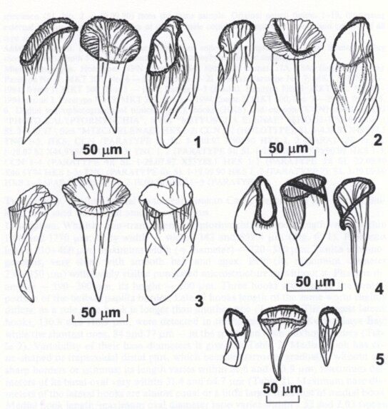 Mityuscha elenae Mityuscha elenae