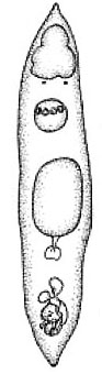 Mityuscha elenae Mityuscha elenae