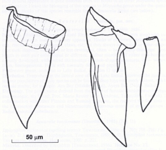 Mityuscha galinae Mityuscha galinae