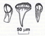 Mityuscha parvulus