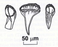 Mityuscha parvulus Mityuscha parvulus