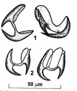 Obolkinaella genkali