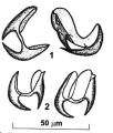 Platyhelminthes (flatworms)