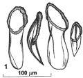 Platyhelminthes (flatworms)