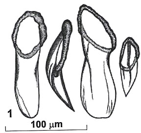 Rhynchokarlingia pomazkovae Rhynchokarlingia pomazkovae