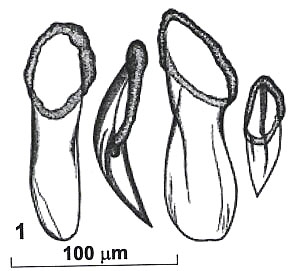 Rhynchokarlingia pomazkovae