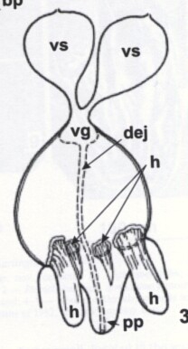 Rhynchokarlingia tetrastylus Rhynchokarlingia tetrastylus