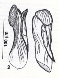 Rhynchokarlingia zemskayae Rhynchokarlingia zemskayae