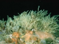 Hydrozoa (hydroids)