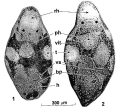 Platyhelminthes (flatworms)