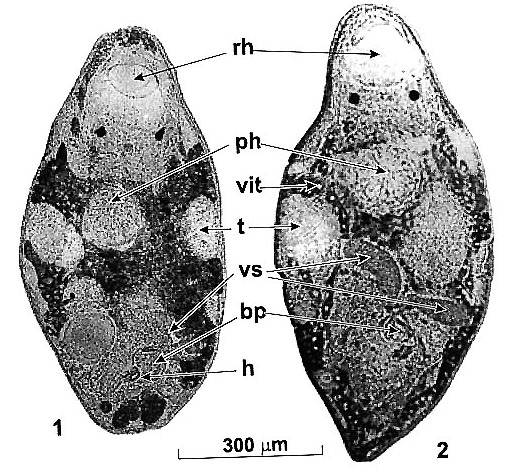 Reuterella baeckmanae Reuterella baeckmanae