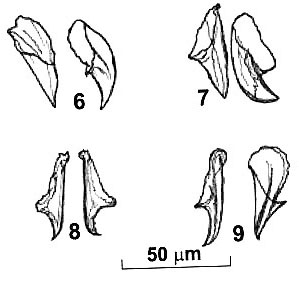 Reuterella baeckmanae Reuterella baeckmanae