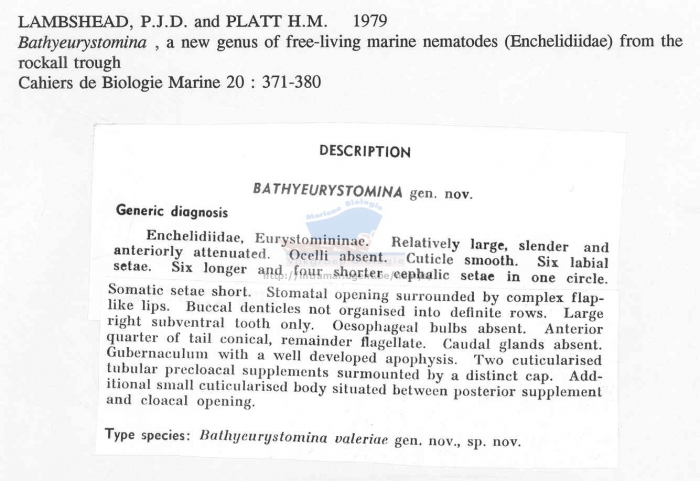 Bathyeurystomina