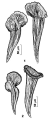 Platyhelminthes (flatworms)