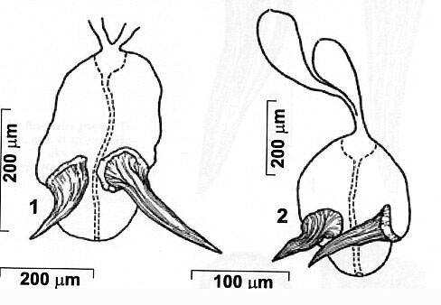 Reuterella grygieri