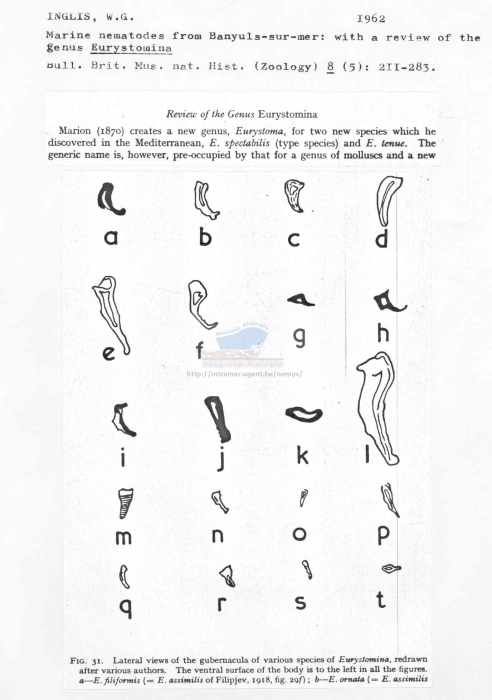 Eurystomina