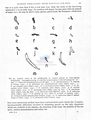 Nematoda (roundworms)