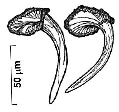 Reuterella kasteri