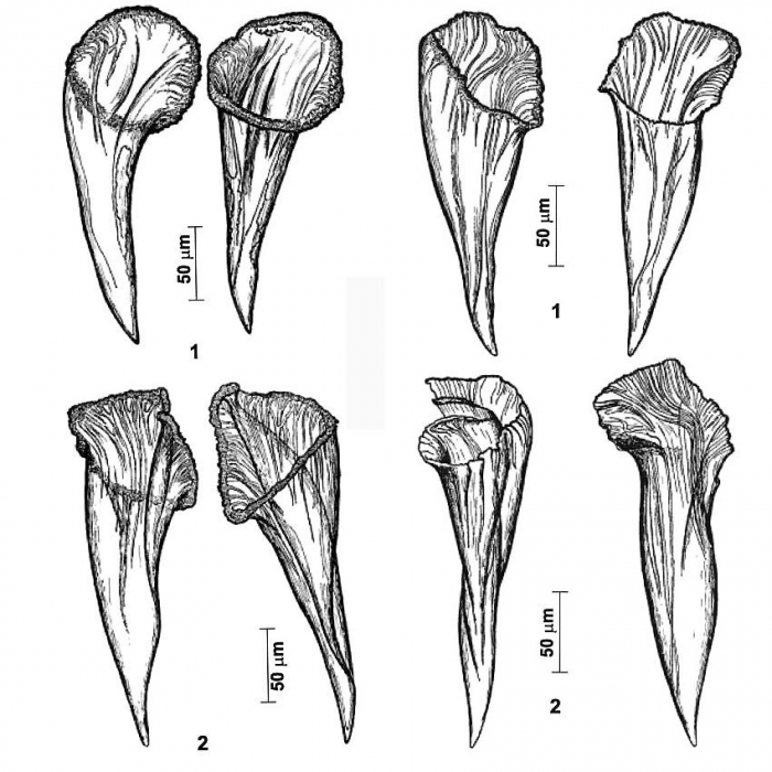Reuterella lyudmilae Reuterella lyudmilae