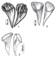 Platyhelminthes (flatworms)