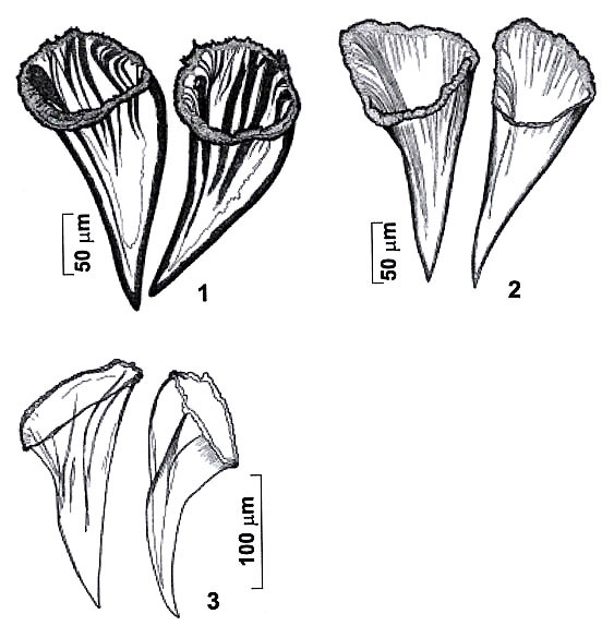 Reuterella lyudmilae Reuterella lyudmilae
