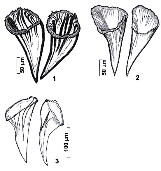 Reuterella lyudmilae