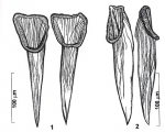 Reuterella martensi