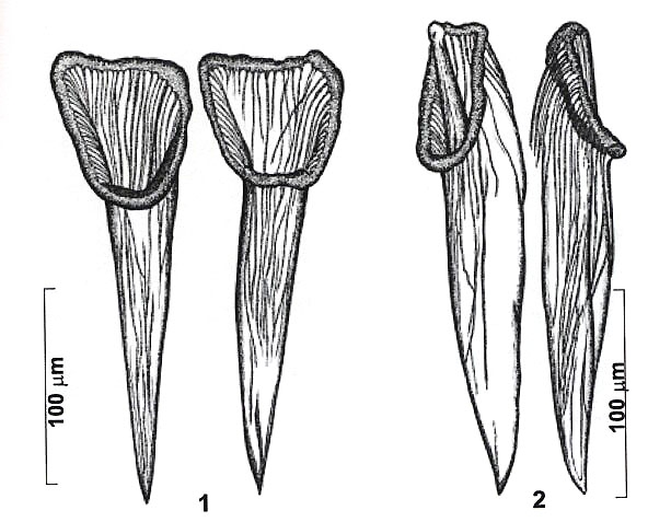 Reuterella martensi Reuterella martensi