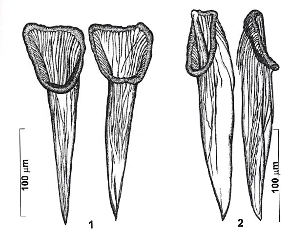 Reuterella martensi