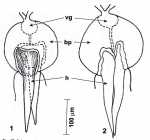 Reuterella martensi