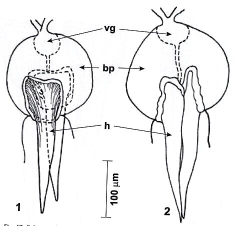 Reuterella martensi Reuterella martensi