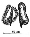 Reuterella mazepovae